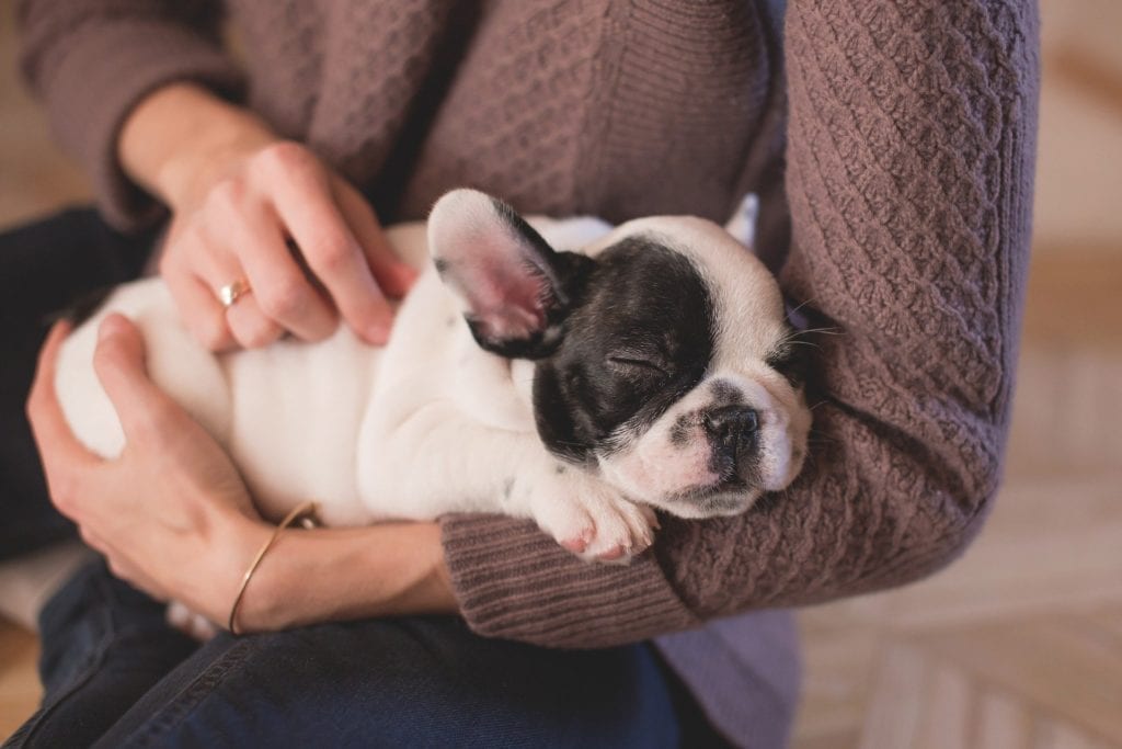 French-bulldog-puppy-in-arms