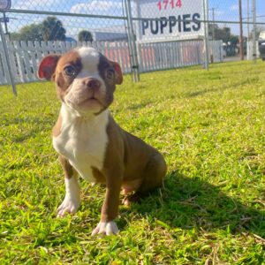 Male Boston Terrier Puppy For sale in Orlando and Central Florida at Breeder's Pick