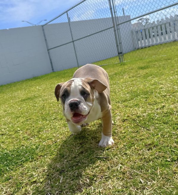 Male English Bulldog Puppy For sale in Orlando and Central Florida at Breeder's Pick