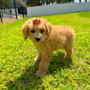 Female Cockapoo Puppy For sale in Orlando and Central Florida at Breeder's Pick