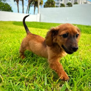 Female Chiweenie Puppy For sale in Orlando and Central Florida at Breeder's Pick