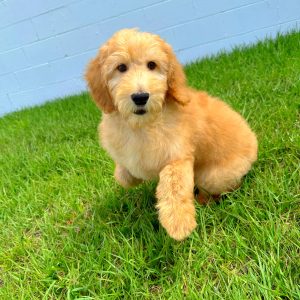 Male Standard Goldendoodle Puppy For sale in Orlando and Central Florida at Breeder's Pick