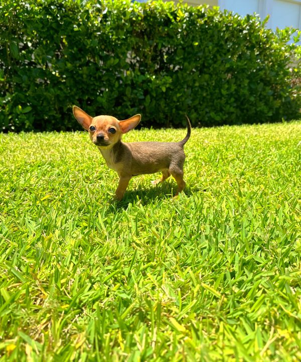 Male Tiny Chihuahua Puppy For sale in Orlando and Central Florida at Breeder's Pick