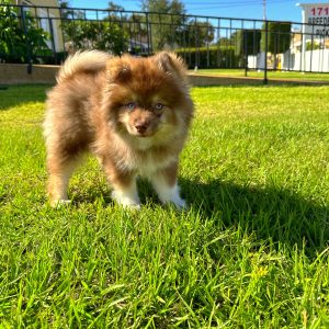 Male Pomsky Puppy For sale in Orlando and Central Florida at Breeder's Pick