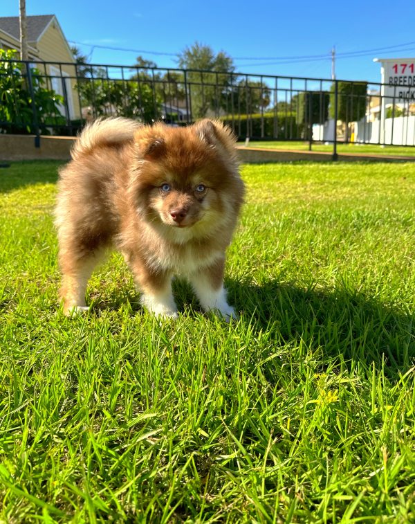 Male Pomsky Puppy For sale in Orlando and Central Florida at Breeder's Pick