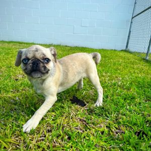 Female Pug Puppy For sale in Orlando and Central Florida at Breeder's Pick