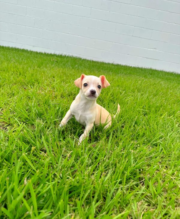 Female Chihuahua Puppy For sale in Orlando and Central Florida at Breeder's Pick