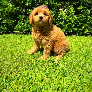 Female Mini Goldendoodle Puppy For sale in Orlando and Central Florida at Breeder's Pick