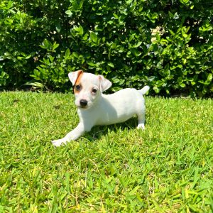 Male Jack Russell Puppy For sale in Orlando and Central Florida at Breeder's Pick