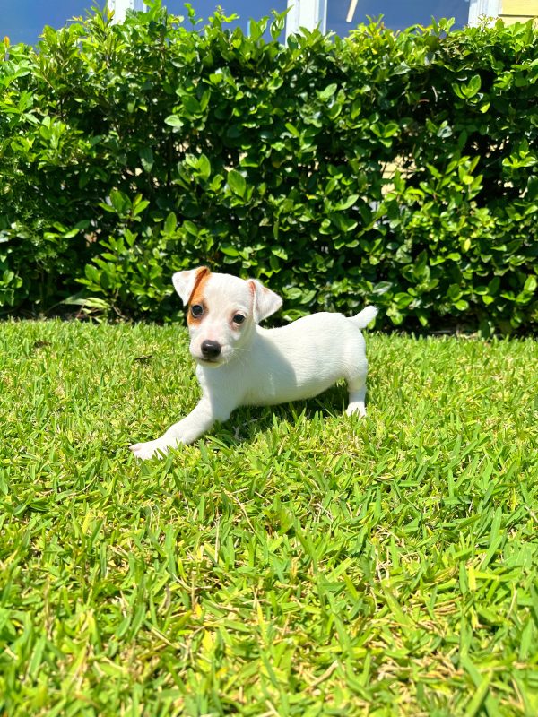 Male Jack Russell Puppy For sale in Orlando and Central Florida at Breeder's Pick