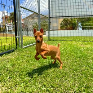 Male Miniature Pinscher Puppy For sale in Orlando and Central Florida at Breeder's Pick