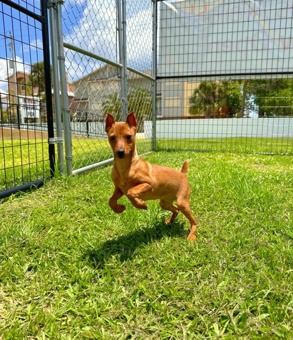 Male Miniature Pinscher Puppy For sale in Orlando and Central Florida at Breeder's Pick