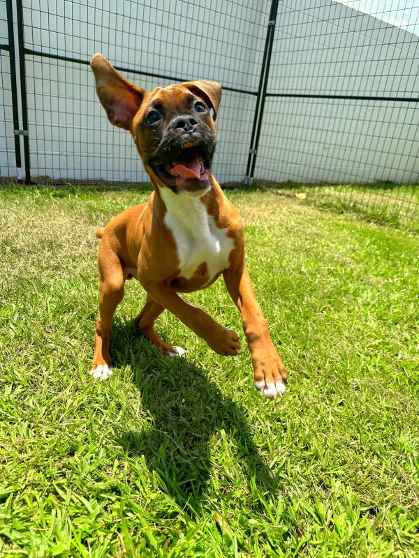 Male Boxer Puppy For sale in Orlando and Central Florida at Breeder's Pick