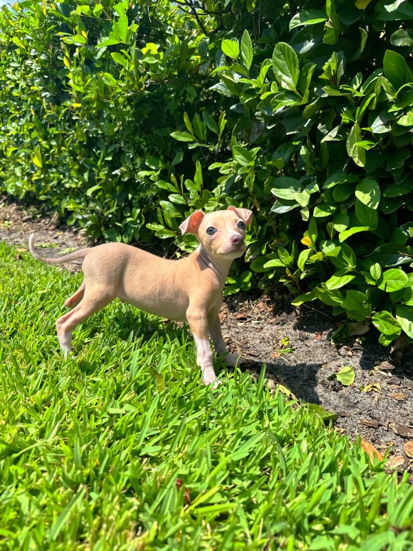 Male Italian Greyhound Puppy For sale in Orlando and Central Florida at Breeder's Pick