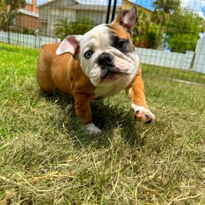 Female English Bulldog Puppy For sale in Orlando and Central Florida at Breeder's Pick