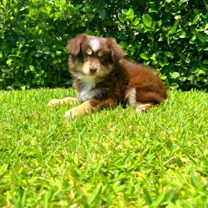 Male Mini Australian Shepherd Puppy For sale in Orlando and Central Florida at Breeder's Pick