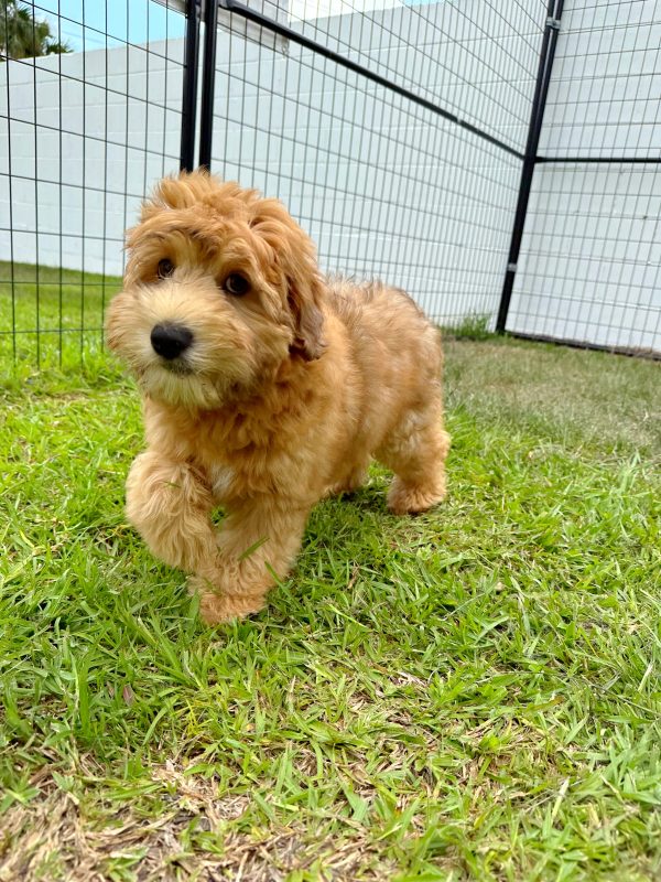 Male Whoodle Puppy For sale in Orlando and Central Florida at Breeder's Pick