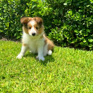 Male Sheltie Puppy For sale in Orlando and Central Florida at Breeder's Pick
