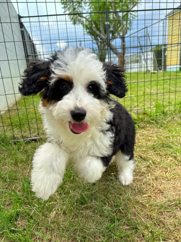 Female Mini Bernedoodle Puppy For sale in Orlando and Central Florida at Breeder's Pick