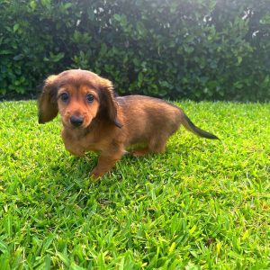 Female Mini Dachshund Puppy For sale in Orlando and Central Florida at Breeder's Pick