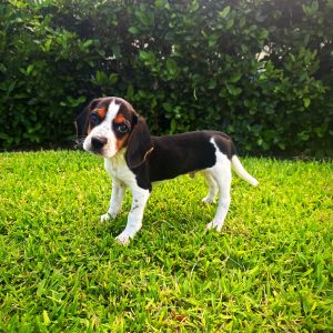 Male Beagle Puppy For sale in Orlando and Central Florida at Breeder's Pick