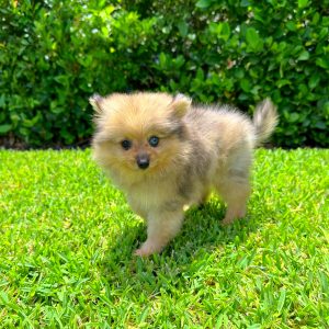 Female Pomeranian Puppy For sale in Orlando and Central Florida at Breeder's Pick