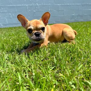 Female French Bulldog Puppy For sale in Orlando and Central Florida at Breeder's Pick