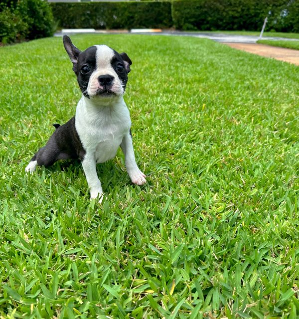 Female Boston Terrier Puppy For sale in Orlando and Central Florida at Breeder's Pick