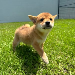 Female Shiba Inu Puppy For sale in Orlando and Central Florida at Breeder's Pick