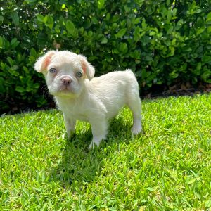 Male Long Hair French Bulldog Puppy For sale in Orlando and Central Florida at Breeder's Pick