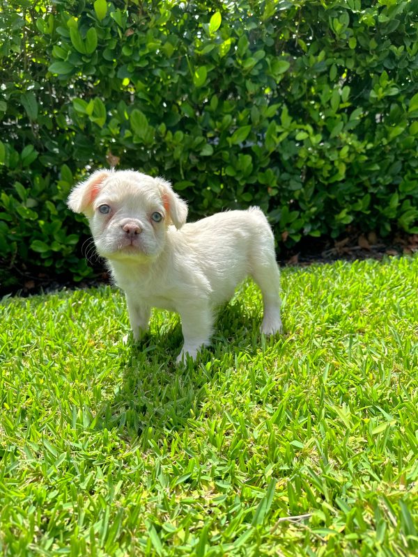 Male Long Hair French Bulldog Puppy For sale in Orlando and Central Florida at Breeder's Pick