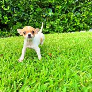 Male Chihuahua Puppy For sale in Orlando and Central Florida at Breeder's Pick