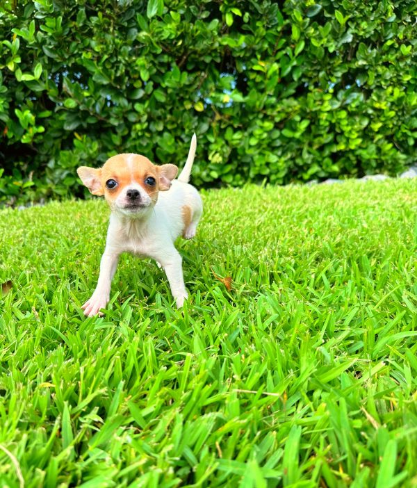 Male Chihuahua Puppy For sale in Orlando and Central Florida at Breeder's Pick