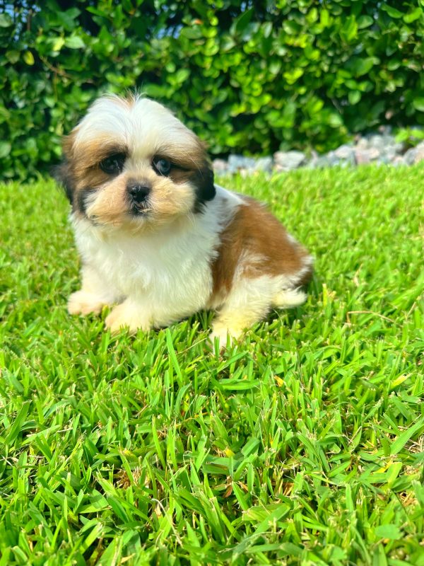 Male Shih Tzu Puppy For sale in Orlando and Central Florida at Breeder's Pick