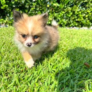 Male Pomeranian Puppy For sale in Orlando and Central Florida at Breeder's Pick