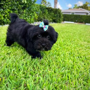 Female Havapoo Puppy For sale in Orlando and Central Florida at Breeder's Pick