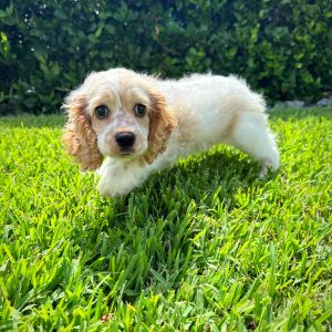 Male Cocker Spaniel Puppy For sale in Orlando and Central Florida at Breeder's Pick