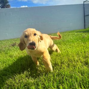Male Golden Retriever Puppy For sale in Orlando and Central Florida at Breeder's Pick