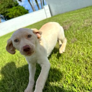 Male Labrador Retriever Puppy For sale in Orlando and Central Florida at Breeder's Pick