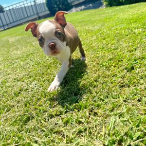 Female Boston Terrier Puppy For sale in Orlando and Central Florida at Breeder's Pick