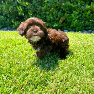 Male Shipoo Puppy For sale in Orlando and Central Florida at Breeder's Pick