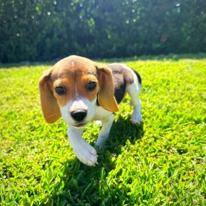 Female Beagle Puppy For sale in Orlando and Central Florida at Breeder's Pick