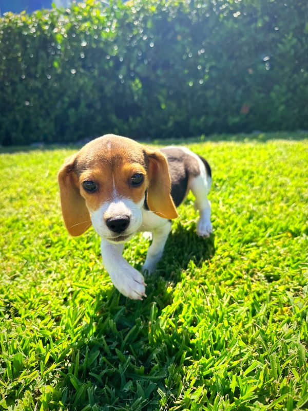 Female Beagle Puppy For sale in Orlando and Central Florida at Breeder's Pick