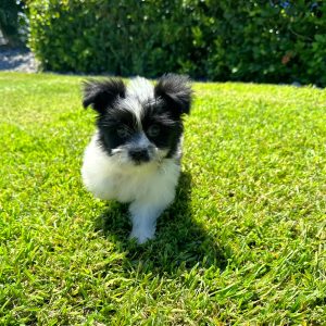 Male Shiranian Puppy For sale in Orlando and Central Florida at Breeder's Pick
