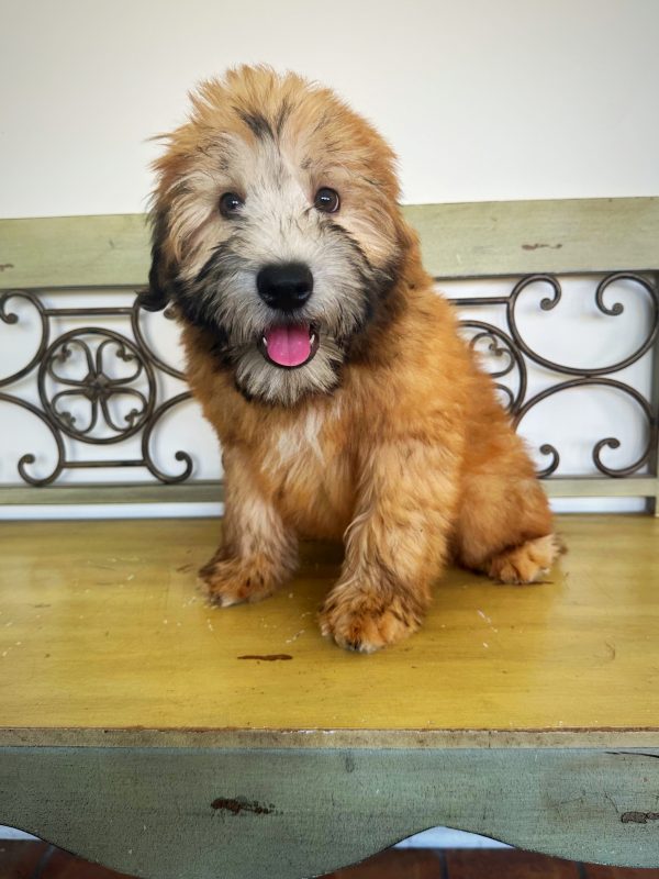 Male Wheaten Terrier Puppy For sale in Orlando and Central Florida at Breeder's Pick