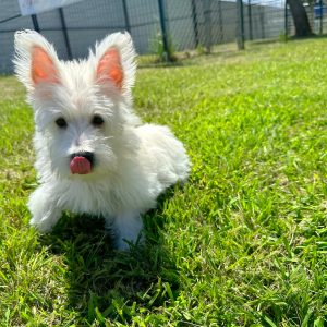 Male Westie Puppy For sale in Orlando and Central Florida at Breeder's Pick