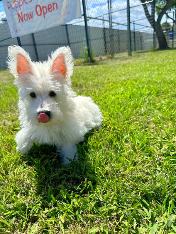 Male Westie Puppy For sale in Orlando and Central Florida at Breeder's Pick