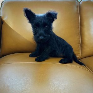 Female Scottish Terrier Puppy For sale in Orlando and Central Florida at Breeder's Pick