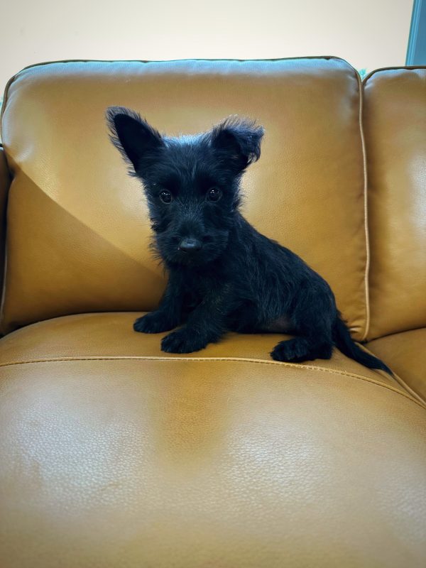 Female Scottish Terrier Puppy For sale in Orlando and Central Florida at Breeder's Pick
