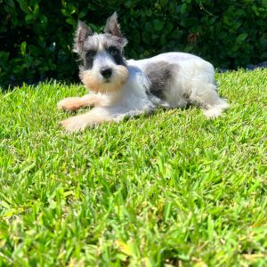 Female Mini Schnauzer Puppy For sale in Orlando and Central Florida at Breeder's Pick